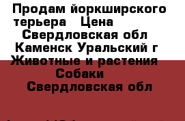 Продам йоркширского терьера › Цена ­ 14 000 - Свердловская обл., Каменск-Уральский г. Животные и растения » Собаки   . Свердловская обл.